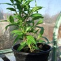 Penstemon