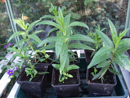Recently potted up rooted Penstemon cuttings. (Penstemon)
