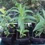 Penstemon