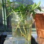 Penstemon_cuttings