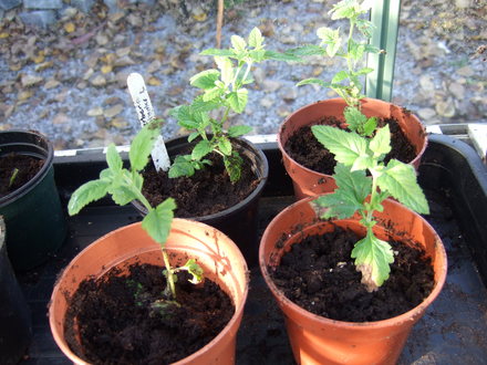 Verbena 'Seabrook's lavender' cuttings (Verbena)