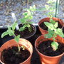 Verbena_seabrook_cuttings