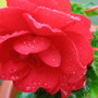 Begonia Deep Orange (Begonia)