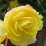 Begonia Niagra Yellow (Begonia)