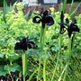 Iris chrysographes  (Iris chrysographes)