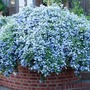 Ceanothus thyrsiflorus