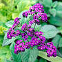 Heliotropium arborescens