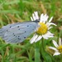 Holly blue butterfly.