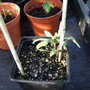 Osteospermum jucundum