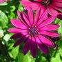 Osteospermum jucundum