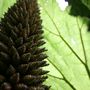 Gunnera