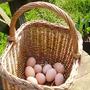 Fresh Eggs Daily