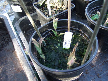 Verbena rigida cuttings (Verbena rigida)