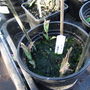 Verbena rigida cuttings (Verbena rigida)