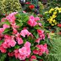 Begonias