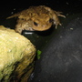 New arrival baby toad.