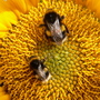Busy Bees on Sunflower