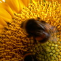 Busy Bee