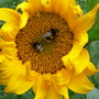 Busy Bees