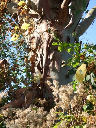 Eucalyptus trunk (Eucalyptus)