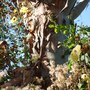 Eucalyptyus_trunk