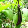 Asian Eggplant (Solanum melongena (Aubergine) Iciban)