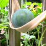 Watermelon Sling (citrullus lanatus Sugar baby)