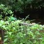 Tomatillos (physalis philadelphica)