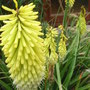 Red Hot Poker. 'Percy's Pride' (Kniphofia 'Percy's Pride')