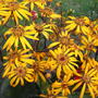 Ligularia dentata