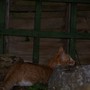 Cat In The Garden