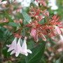 Abelia x grandiflora
