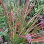 Imperata cylindrica