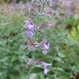 Nepeta 'Six Hills Giant' (Nepeta 'Six Hills Giant')
