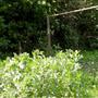 last years broadbeans (Broadbeans)