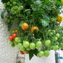 My Plants are Loving It..
