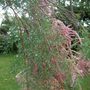 Tamarix ramosissima (Saltcedar)