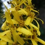 Ligularia close-up (Ligularia stenocephala)