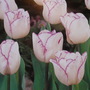 Shirley from Taylors' Bulbs