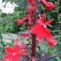 Lobelia cardinalis (Lobelia cardinalis (Cardinal flower))