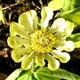Green Zinnia (Zinnia elegans (Zinnia))