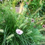Fountain grass and cosmos (Pennisetum alopecuroides (Chinese Fountain Grass))