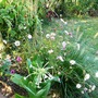 Flower border next to path.