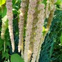 Amaranthus paniculatus