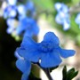 perennial forget-me-nots...