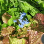 perennial forget-me-not
