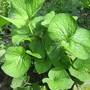 Brunnera