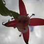 fuschia 