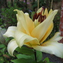 A garden flower photo