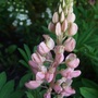 Pale pink Lupin. (Lupinus)
